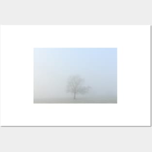 Morning Mist And A Lone Tree Posters and Art